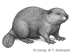 Bild vergr&ouml;&szlig;ern!