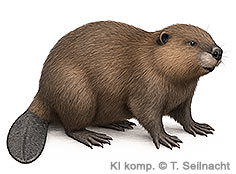 Bild vergr&ouml;&szlig;ern!