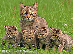 Bild vergr&ouml;&szlig;ern!