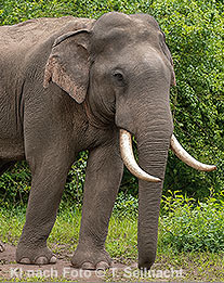 Asiatischer Elefant: Bulle