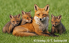 Bild vergr&ouml;&szlig;ern!