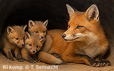 Bild vergr&ouml;&szlig;ern!