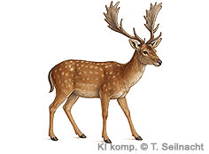 Bild vergr&ouml;&szlig;ern!