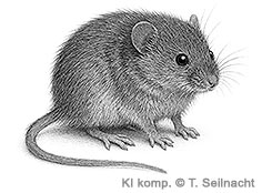 Bild vergr&ouml;&szlig;ern!