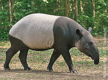 Schabrackentapir