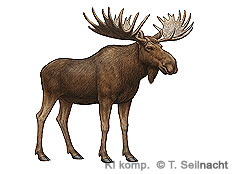 Bild vergr&ouml;&szlig;ern!