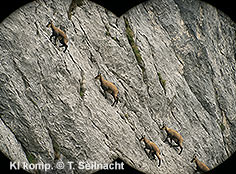 Bild vergr&ouml;&szlig;ern!