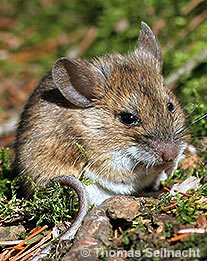 Waldmaus oder Gelbhalsmaus?