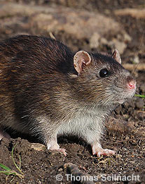 Wanderratte