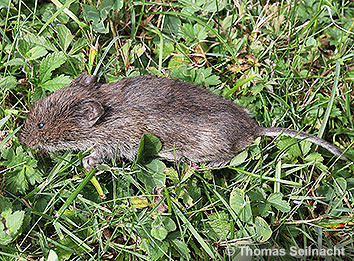 Wanderratte