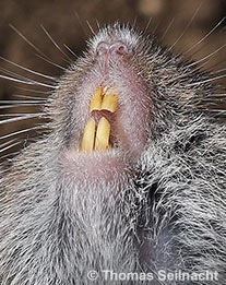 Wanderratte