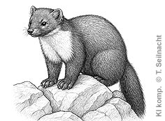 Bild vergr&ouml;&szlig;ern!