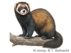 Bild vergr&ouml;&szlig;ern!