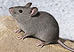 Hausmaus