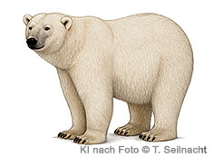 Bild vergr&ouml;&szlig;ern!