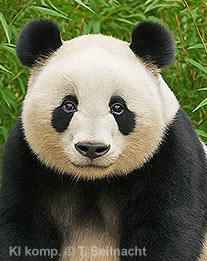 Großer Panda