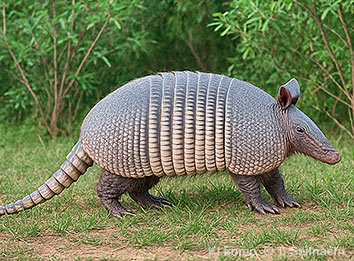 Neunbinden-Gürteltier