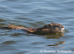 Bild vergr&ouml;&szlig;ern!