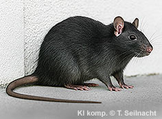 Bild vergr&ouml;&szlig;ern!