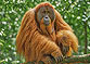 Orang-Utan