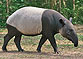 Schabrackentapir