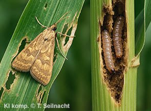 Bild vergr&ouml;&szlig;ern!