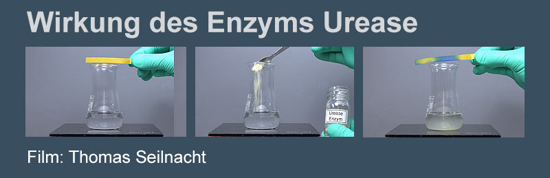 Film Wirkung des Enzyms Urease