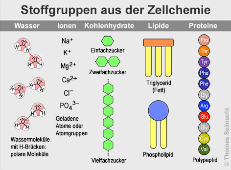 Bild vergr&ouml;&szlig;ern!