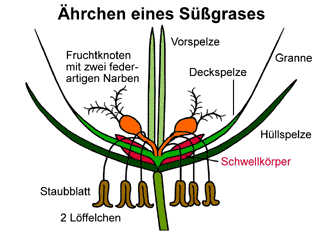 Bild vergrern!