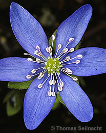 Leberblümchen: Blüte