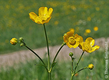 Scharfer Hahnenfuß