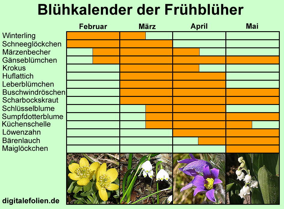 Blühkalender der Frühblüher