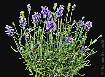 Lavendel
