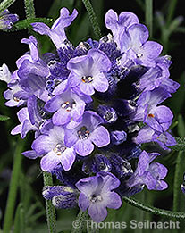 Lavandin-Blüten