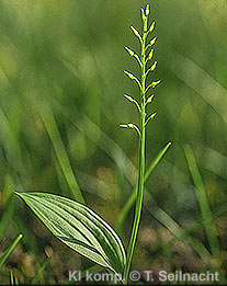 Bild vergr&ouml;&szlig;ern!