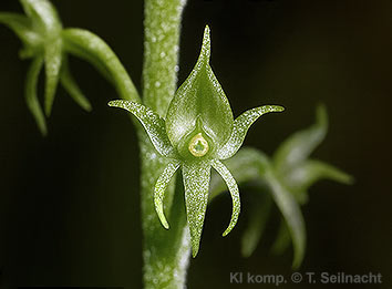 Bild vergr&ouml;&szlig;ern!