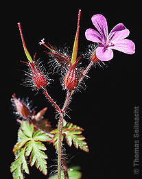 Stinkender Storchschnabel