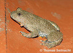 Bild vergr&ouml;&szlig;ern!