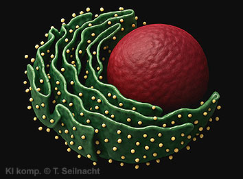 Bild vergr&ouml;&szlig;ern!