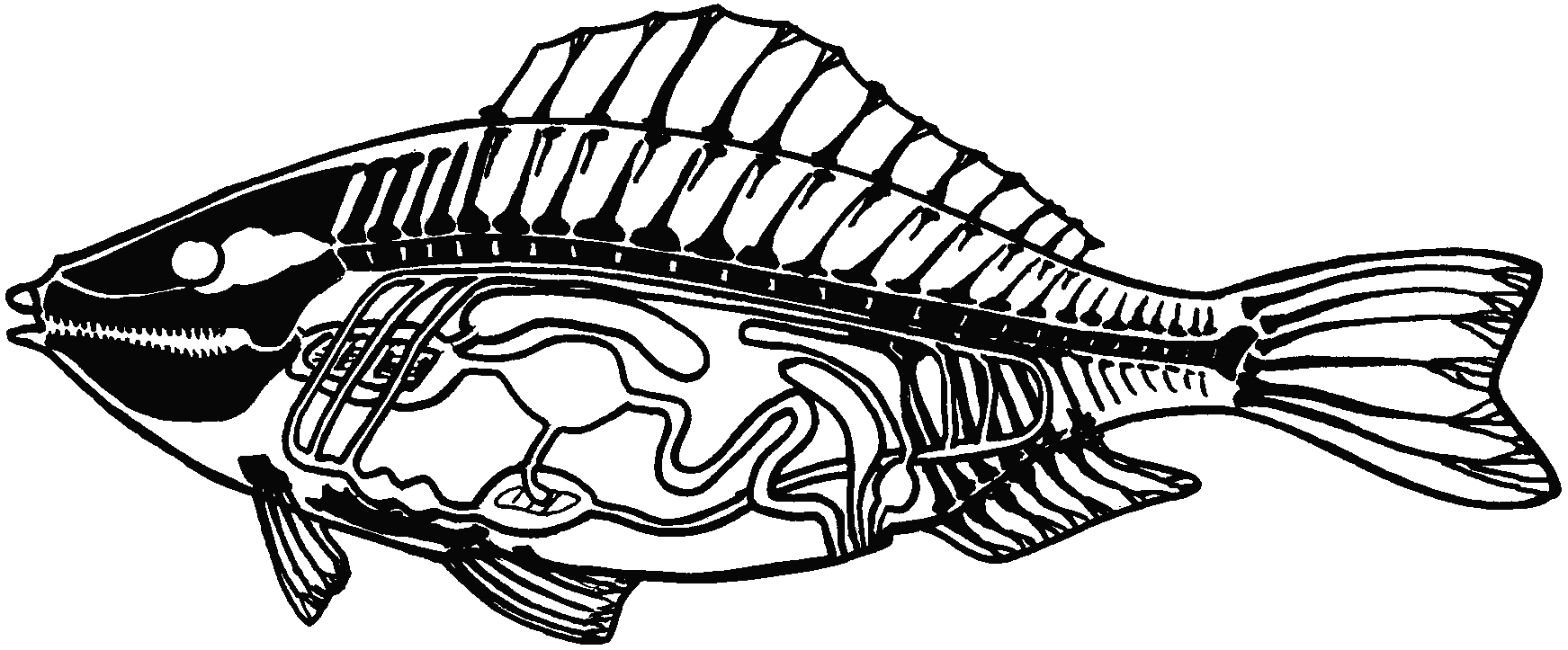 Innerer Bau Eines Fisches - Kopiervorlage