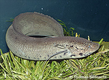 Afrikanischer Lungenfisch