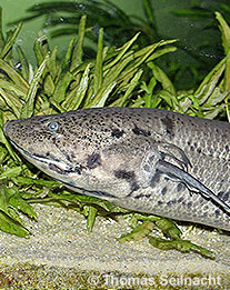 Afrikanischer Lungenfisch