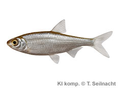 Bild vergr&ouml;&szlig;ern!