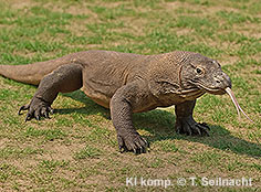 Bild vergr&ouml;&szlig;ern!