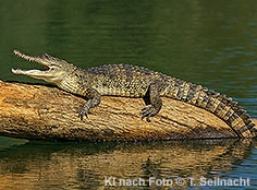 Bild vergr&ouml;&szlig;ern!