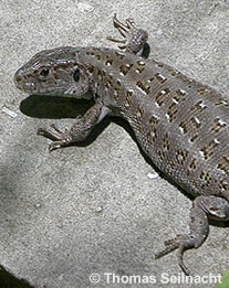 Zauneidechse: Weibchen