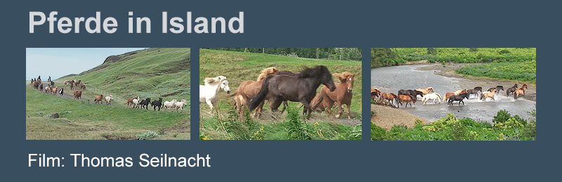 Film Pferde in Island