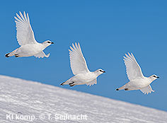 Bild vergr&ouml;&szlig;ern!