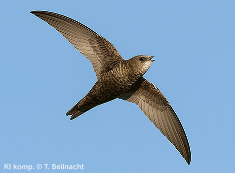 Bild vergr&ouml;&szlig;ern!