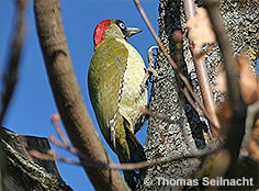 Bild vergr&ouml;&szlig;ern!
